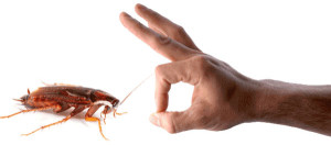 pest-control-services